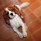 Cavalier King Charles Spaniel