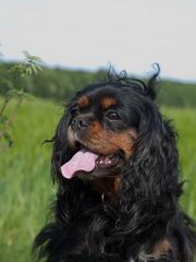 Cavalier King Charles Spaniel die 2.