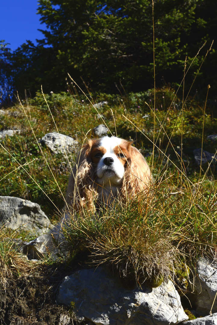 Cavalier King Charles Spaniel