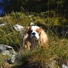 Cavalier King Charles Spaniel