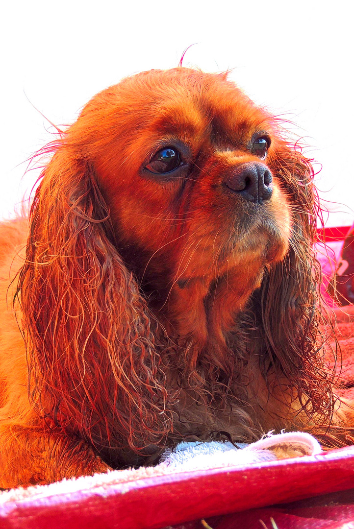 Cavalier King Charles Spaniel Hündin Angel