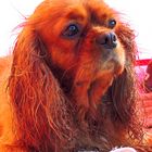 Cavalier King Charles Spaniel Hündin Angel