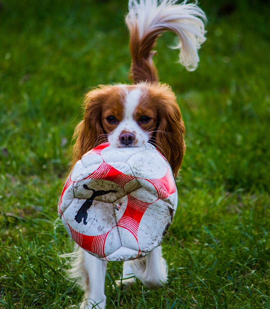 Cavalier King Charles Spaniel - Ich will doch nur spielen