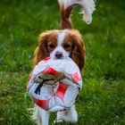 Cavalier King Charles Spaniel - Ich will doch nur spielen