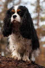 Cavalier King Charles Spaniel Portrait