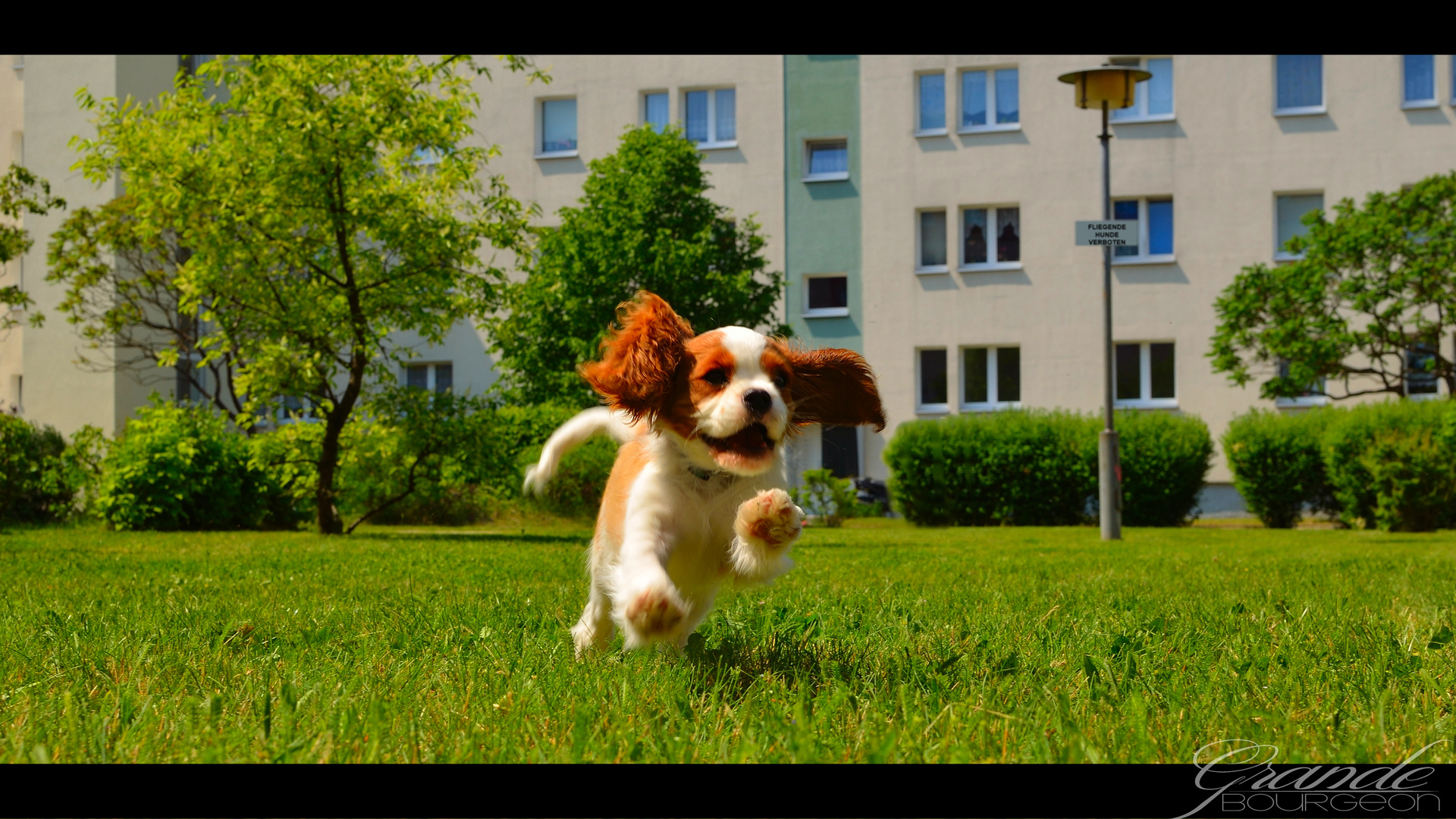 Cavalier King Charles Spaniel Rüde "Enno-Finn vom Barnim"