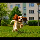 Cavalier King Charles Spaniel Rüde "Enno-Finn vom Barnim"