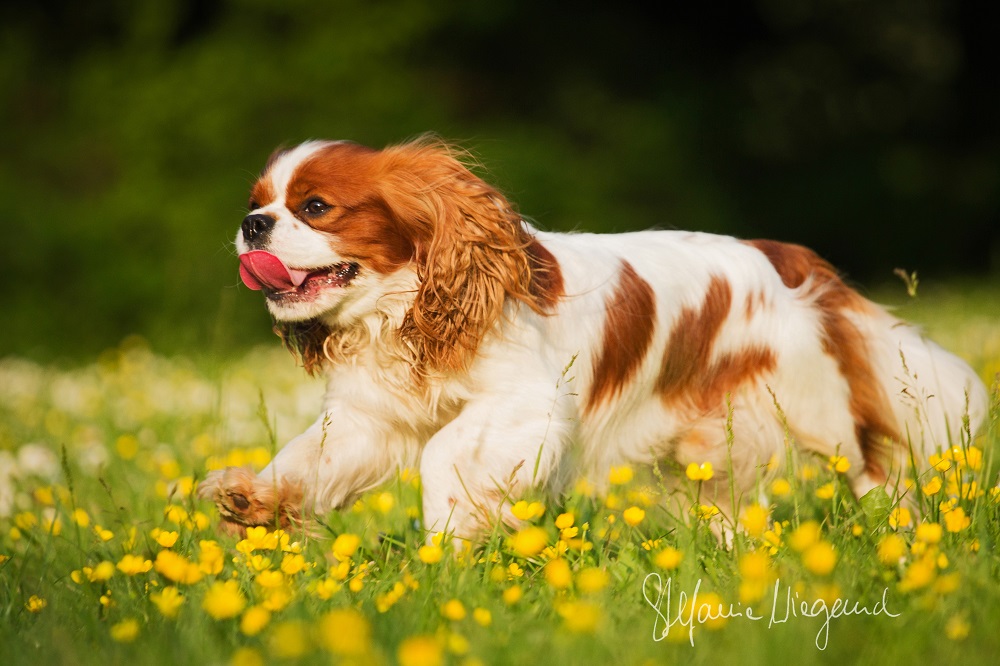 Cavalier King Charles Spaniel | Sammy