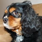 Cavalier King Charles wenn ich bitten darf...