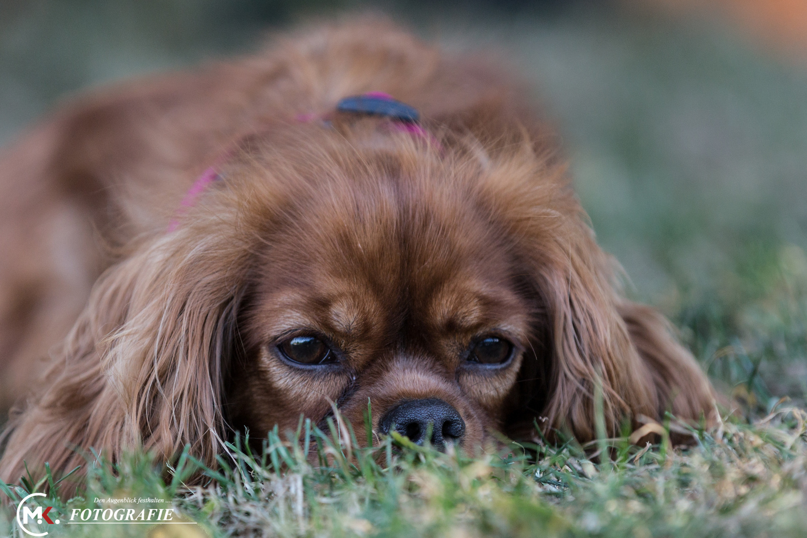 Cavalier Kings Charles Spaniel