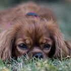 Cavalier Kings Charles Spaniel