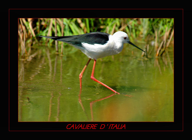 CAVALIERE.......