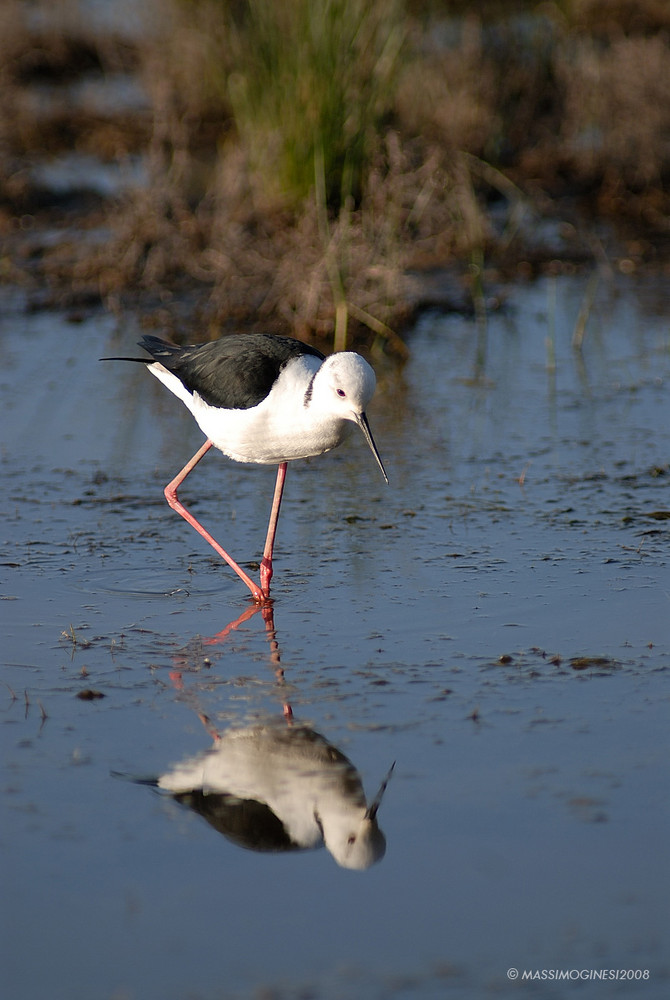 cavaliere - camargue