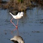 cavaliere - camargue