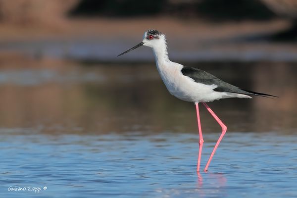 Cavaliere d'Italia (Himantopus himantopus)