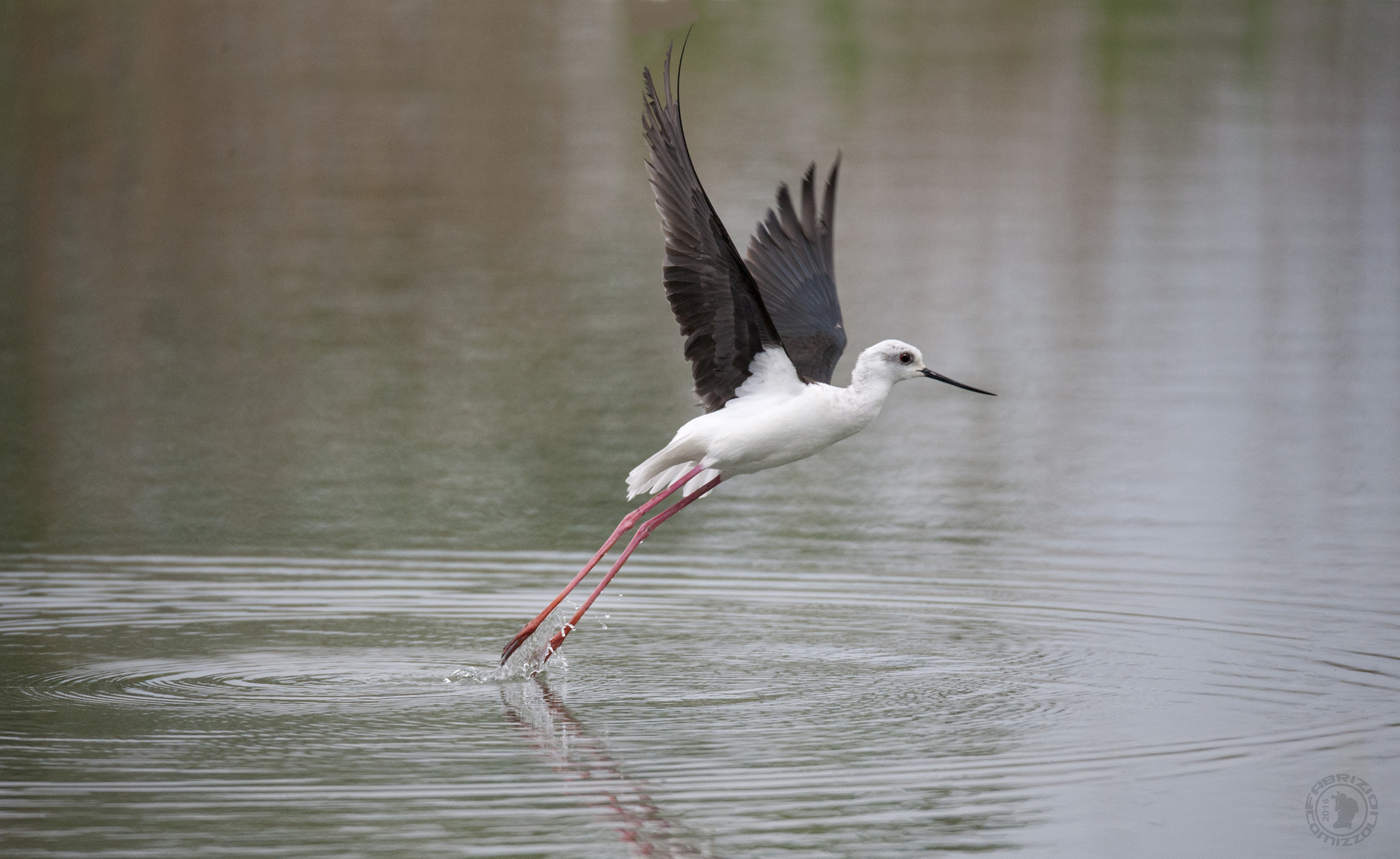 Cavaliere d'italia-Himantopus himantopus