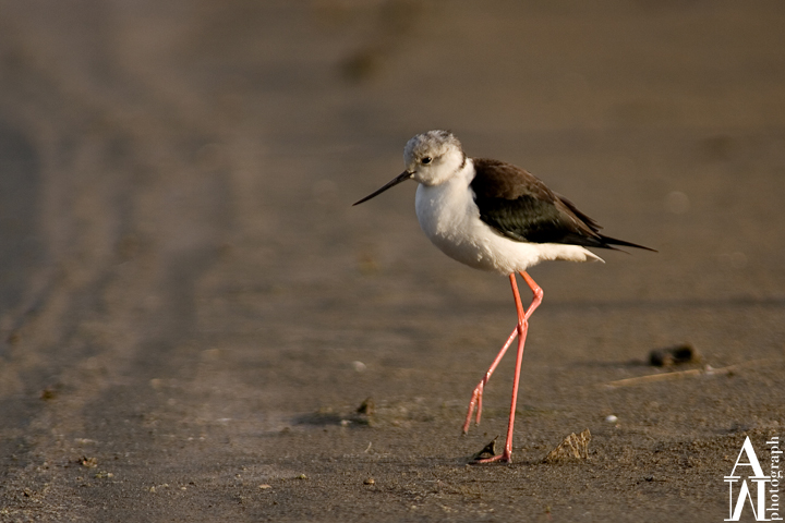 Cavaliere d'Italia (Himantopus himantopus)