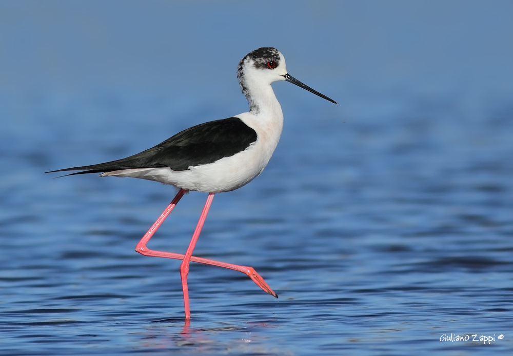 Cavaliere d'Italia. (Himantopus himantopus)