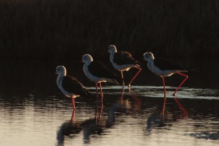 Cavaliere d'Italia - Himantopus himantopus - Sardegna