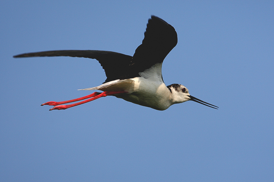 Cavaliere d'Italia in volo