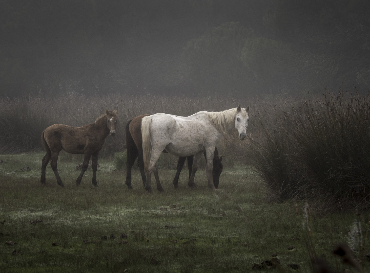 Cavall blanc