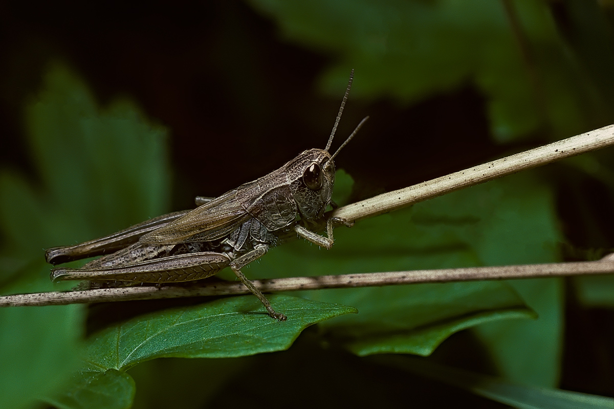 Cavalletta