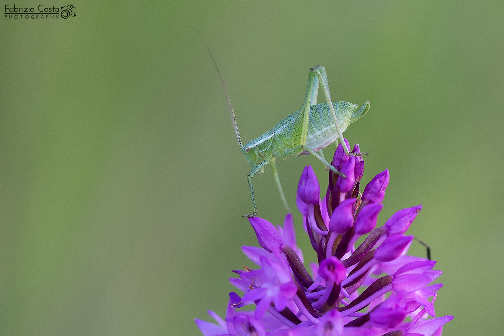 Cavalletta cornuta lunga