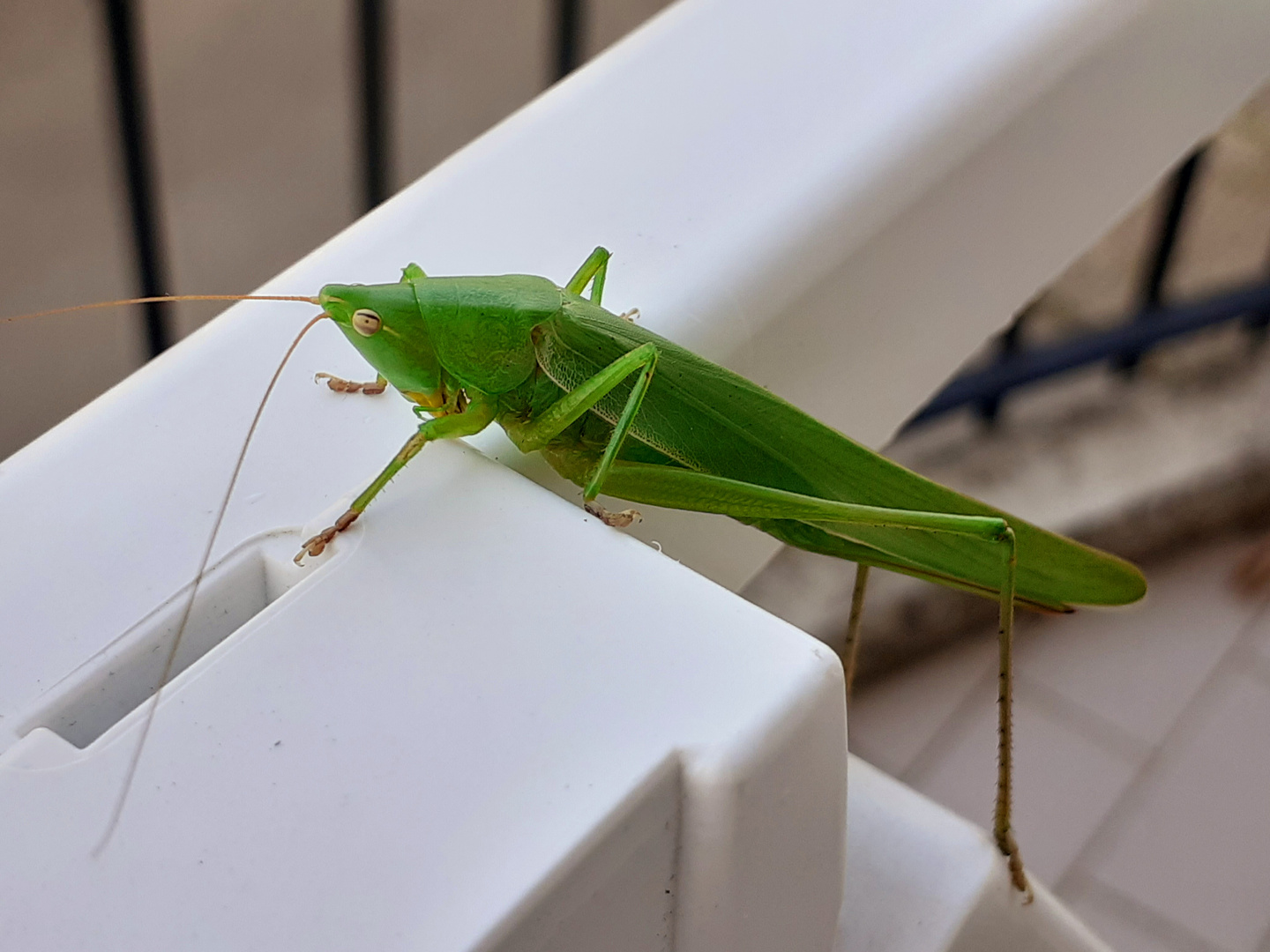 Cavalletta - Grasshopper