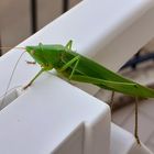 Cavalletta - Grasshopper