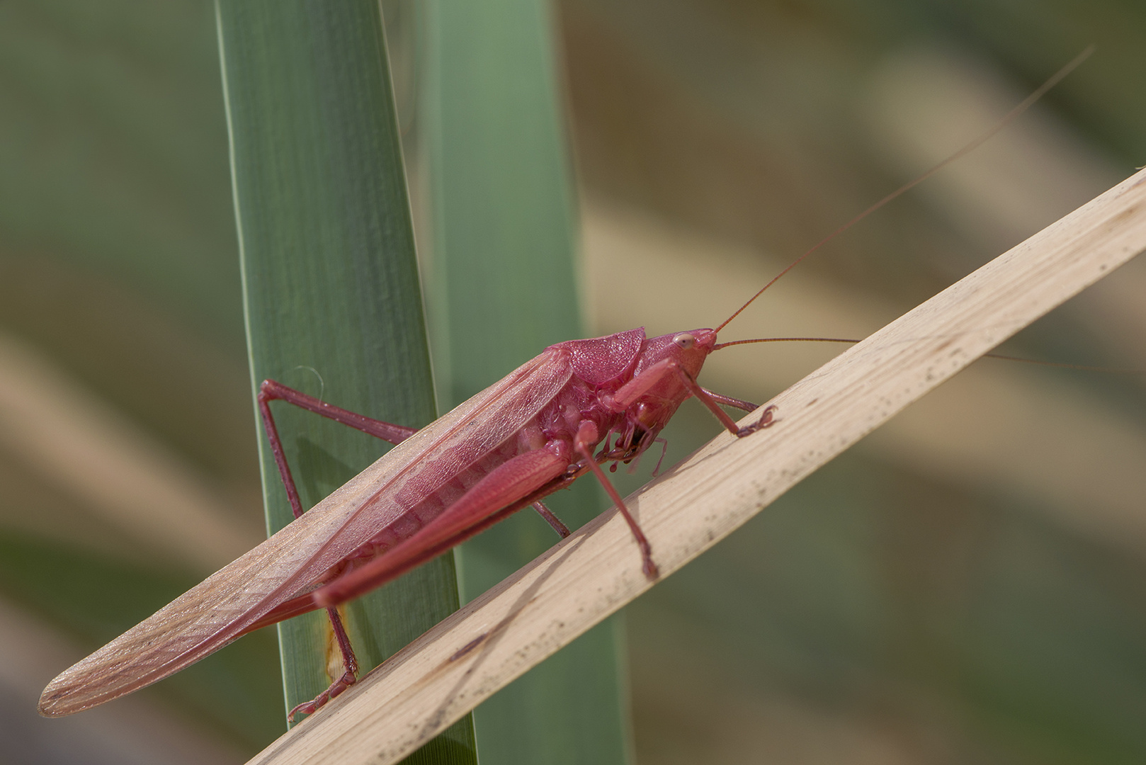 Cavalletta rosa