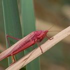 Cavalletta rosa