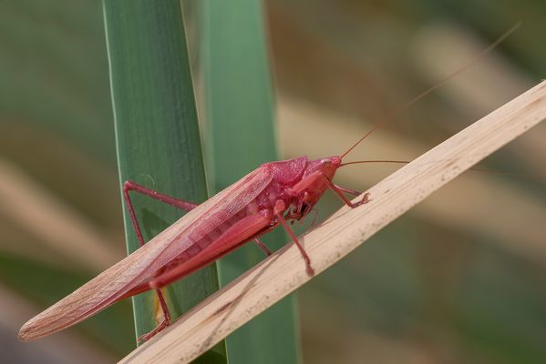 Cavalletta rosa