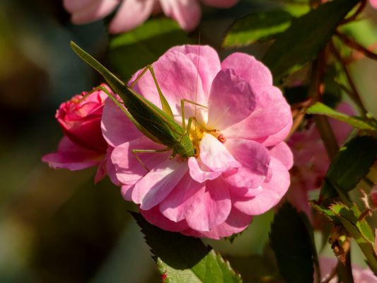 Cavalletta sul fiore