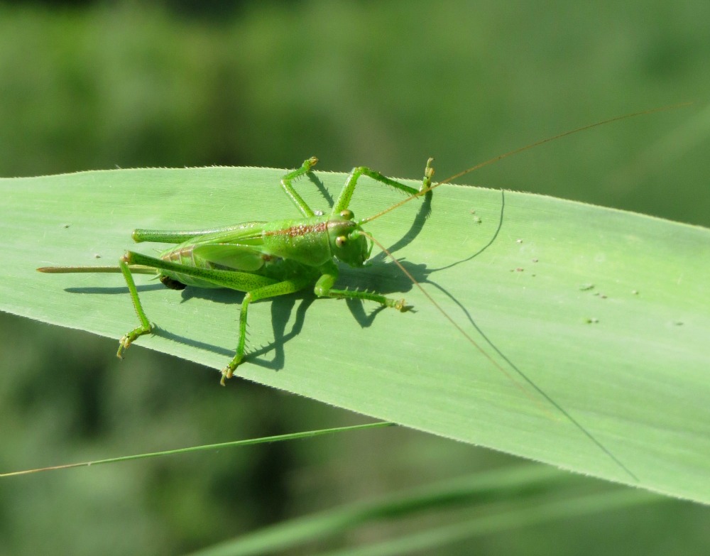 Cavalletta verde