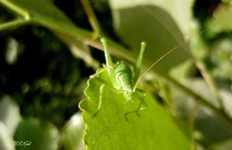 cavalletto