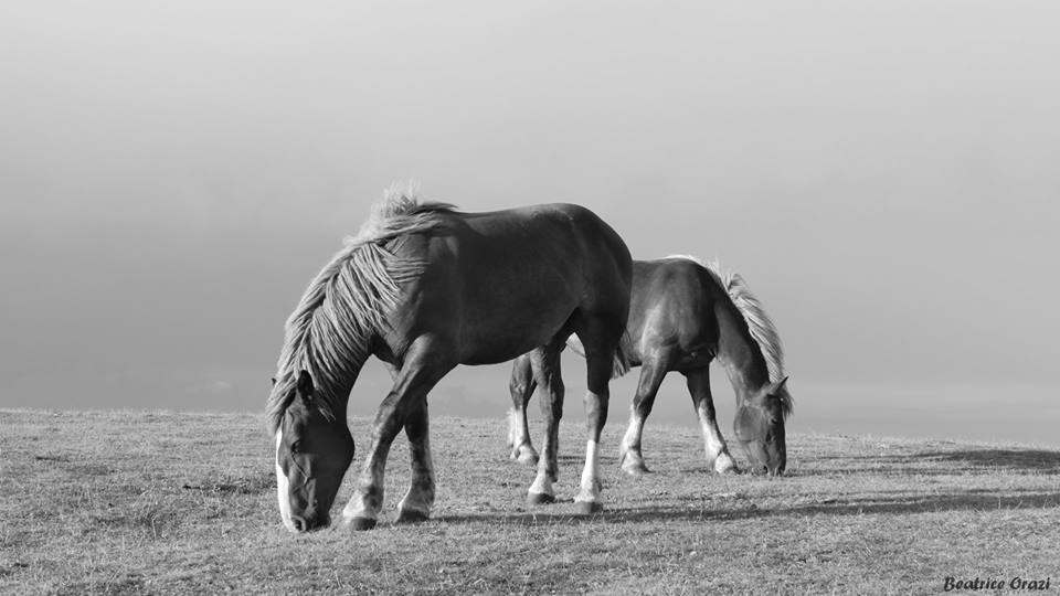 Cavalli al pascolo