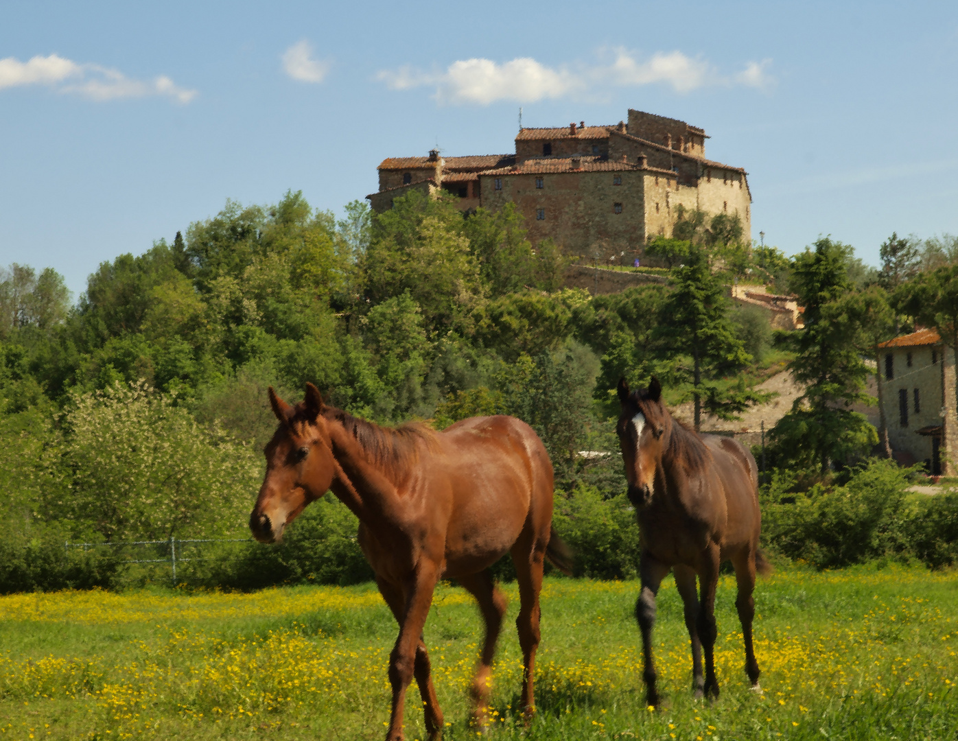 Cavalli al  pascolo lungo la chiantigiana