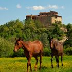 Cavalli al  pascolo lungo la chiantigiana