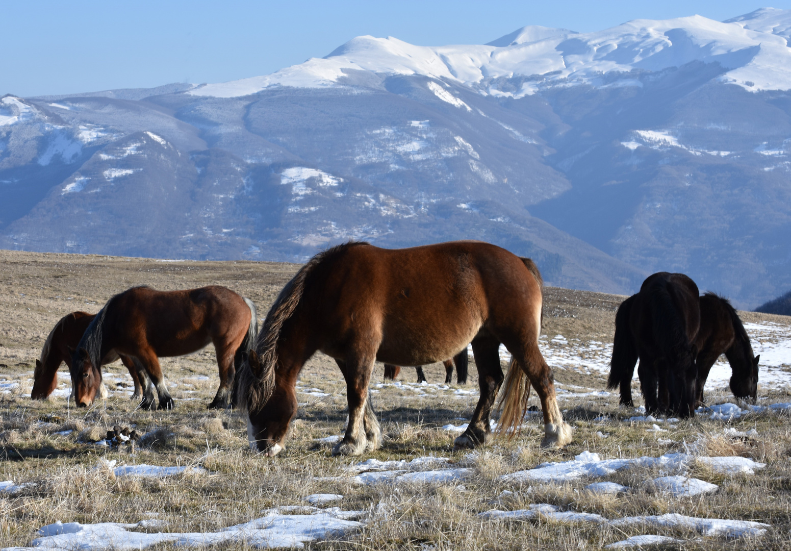 Cavalli al pascolo sotto al Monte Vettore