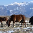 Cavalli al pascolo sotto al Monte Vettore