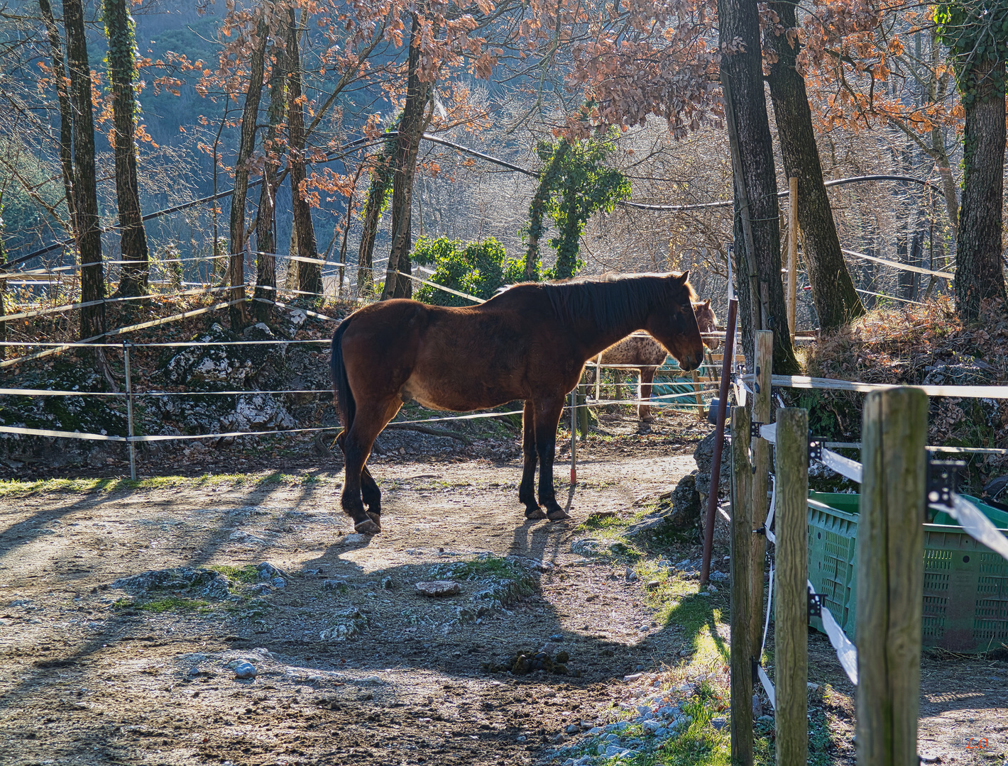 Cavalli al sole di gennaio.