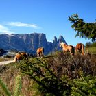 CAVALLI ALL'ALPE DI SIUSI