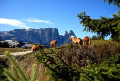 CAVALLI ALL'ALPE DI SIUSI