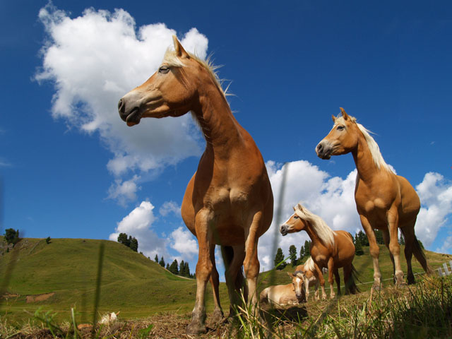 Cavalli Avelignesi - Haflinger Pferde