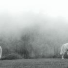 cavalli bianchi
