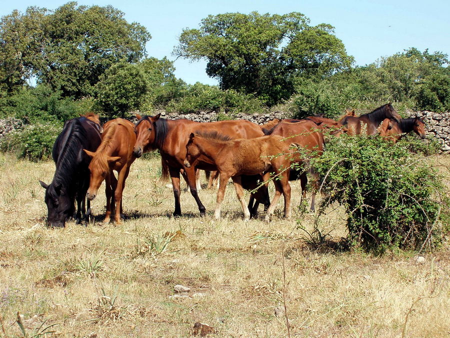 Cavalli del Sarcidano