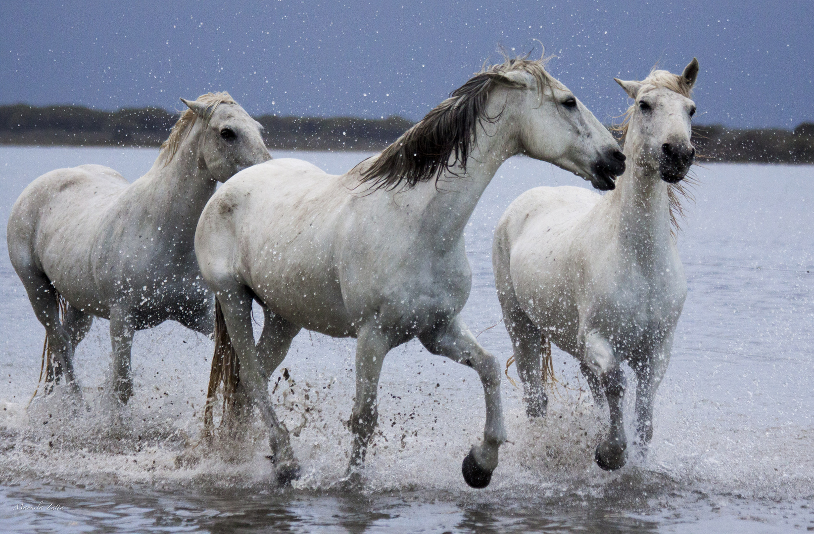 cavalli della Camargue