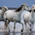 cavalli della Camargue