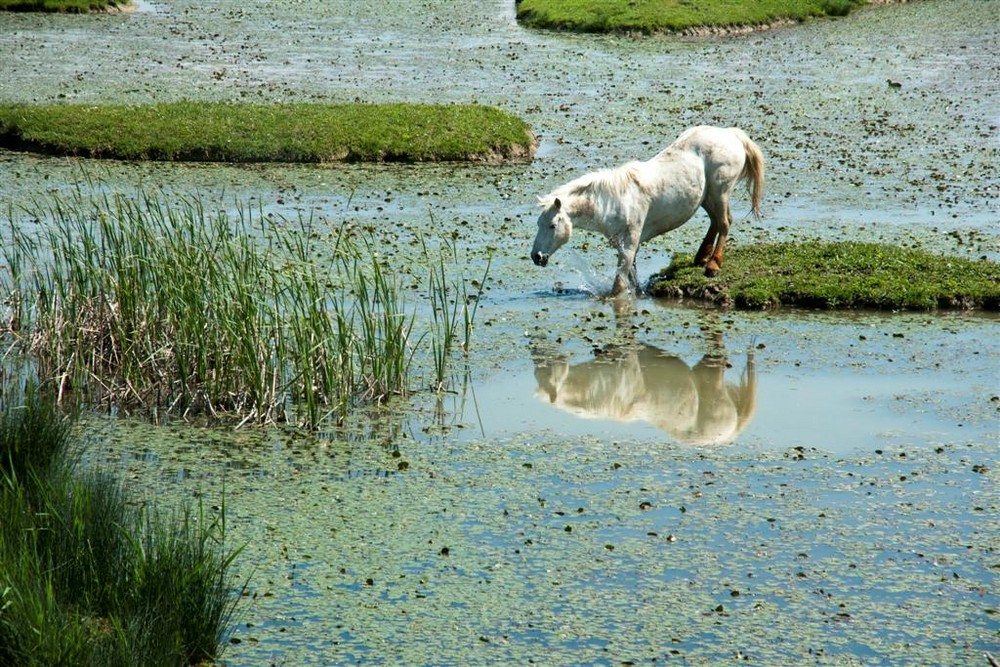 cavalli della camargue