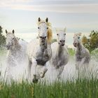 Cavalli della Camargue - Saintes Maries de la Mer (France)